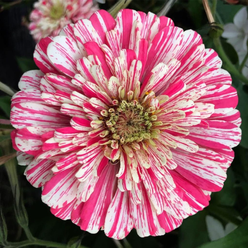 peppermint zinnias