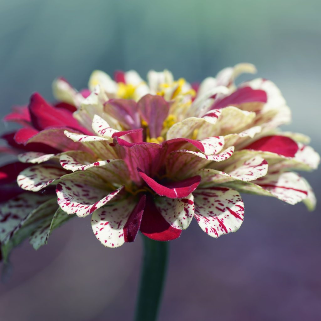 growing peppermint zinnias