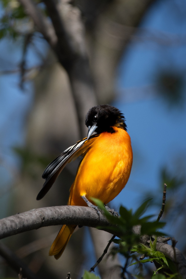 orioles
