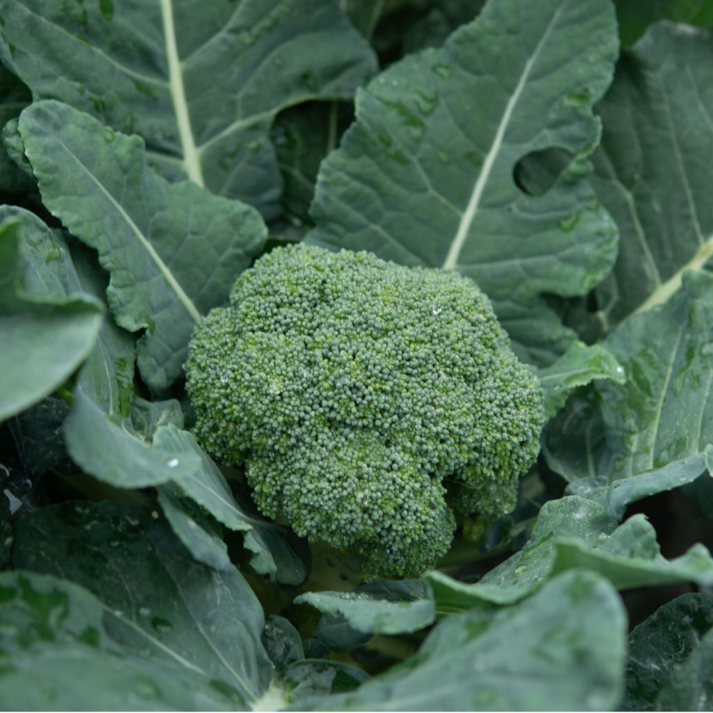growing broccoli