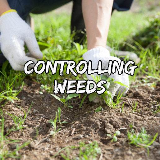 controlling weeds