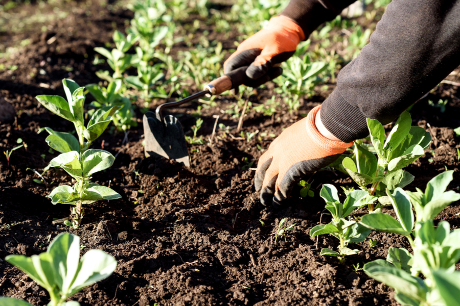 keeping-your-garden-weed-free-my-decorative