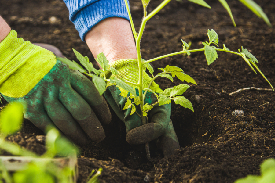 How To Set Up A No-Till Raised Row Garden In The Spring - Episode 107