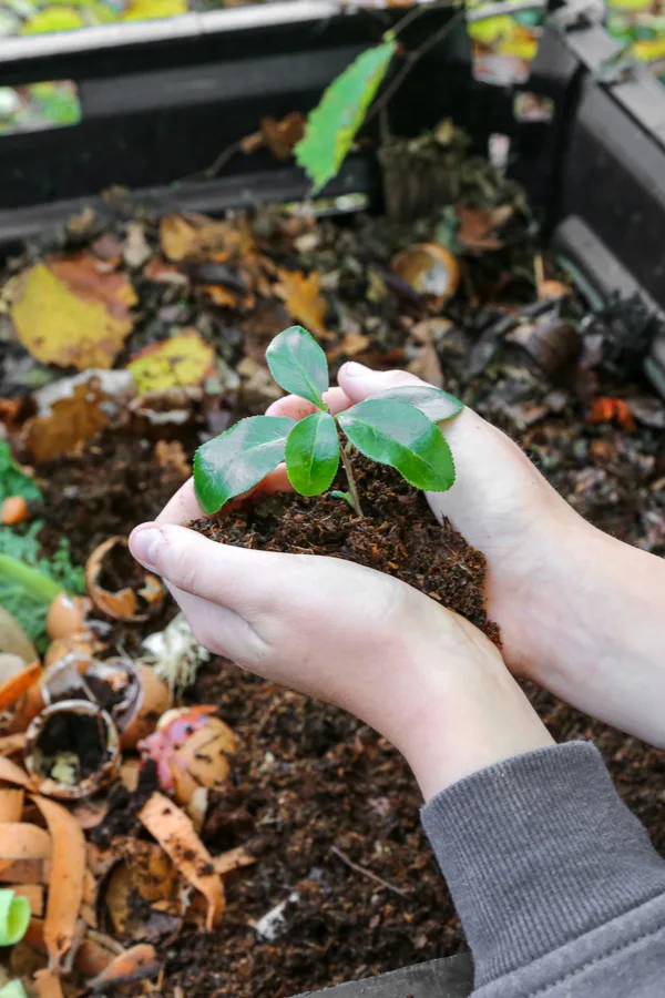 A Guide to Setting up a Simple Backyard Compost System