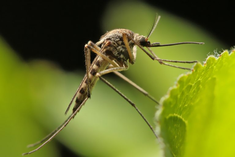 How To Stop Mosquitoes - Natural Methods To Keep Mosquitoes Away!