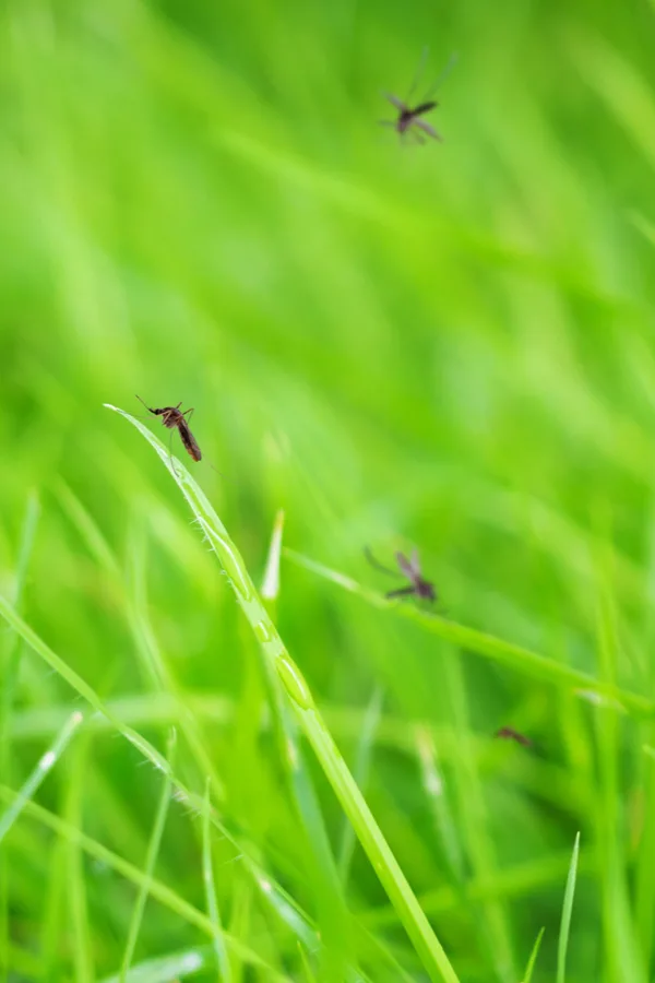 mosquitoes sitting on tall grass blades. Cutting the grass short is one natural way to reduce mosquitoes. 