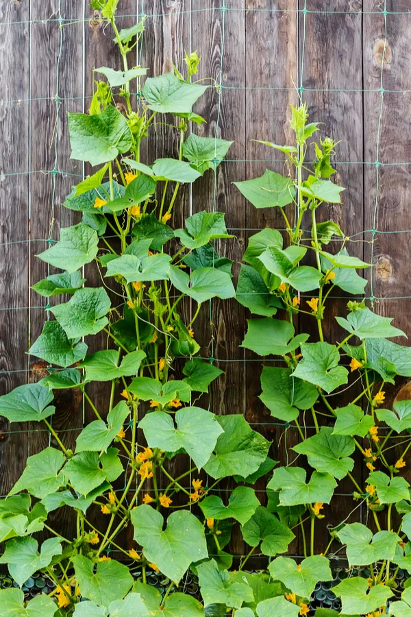 how to grow cucumbers