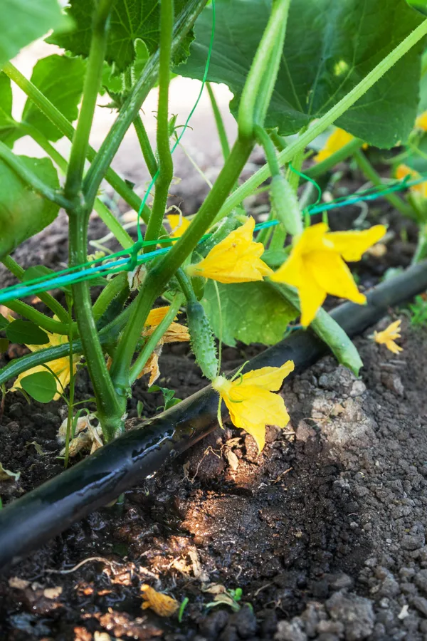 how to grow cucumbers