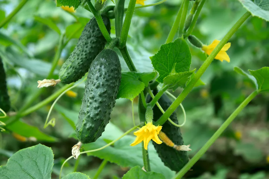 Close up image of a cucumber plant