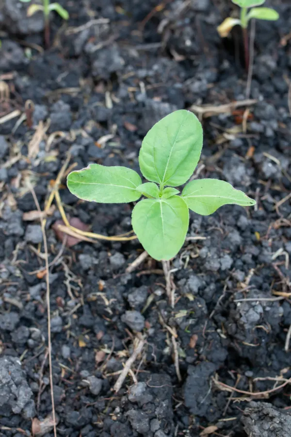 A sunflower seedling that has just started growing. Knowing how to grow and care for sunflowers will give this plant a great start!
