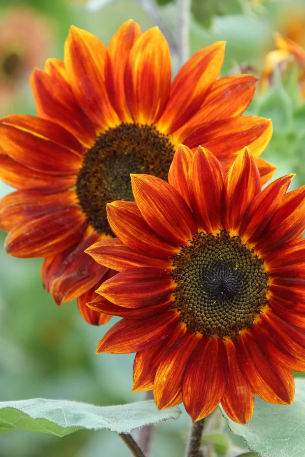 Two bright red/orange sunflowers show the different colors of sunflower varieties.