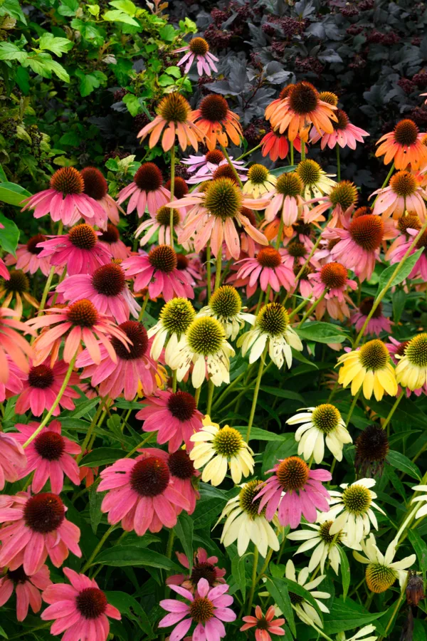 Coneflowers in a wide range of colors.