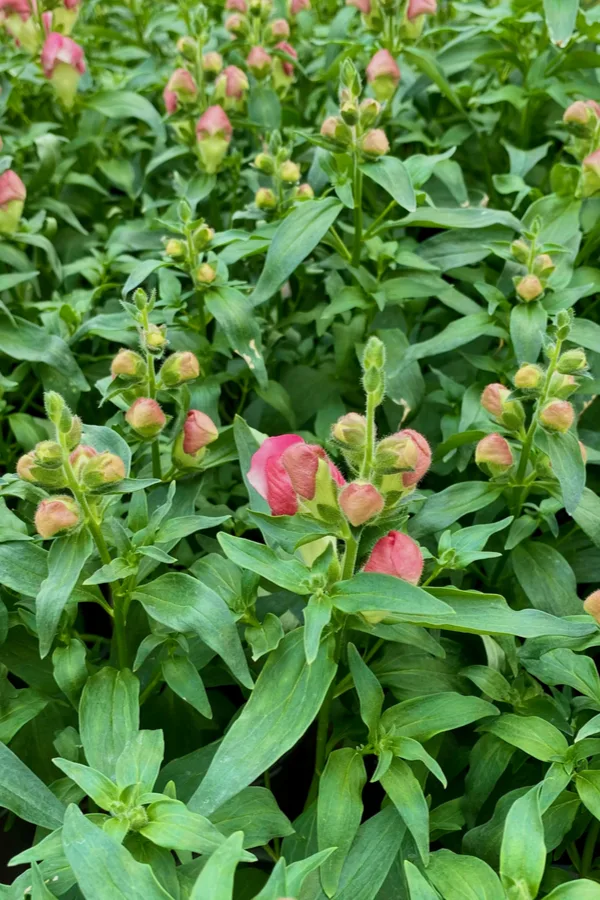 Snapdragon plants before the blooms begin to open.