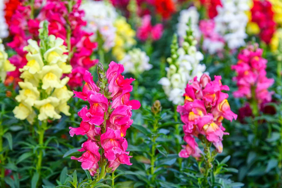 Snapdragons in colors of pink, white, and yellow
