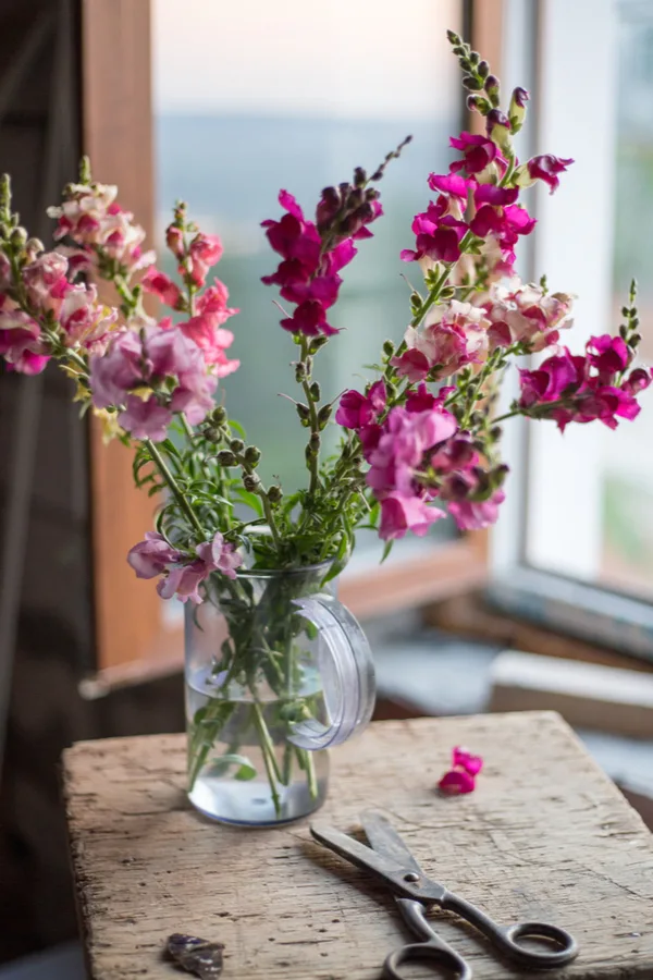 An image of cut snapdragons in a vase of water. 