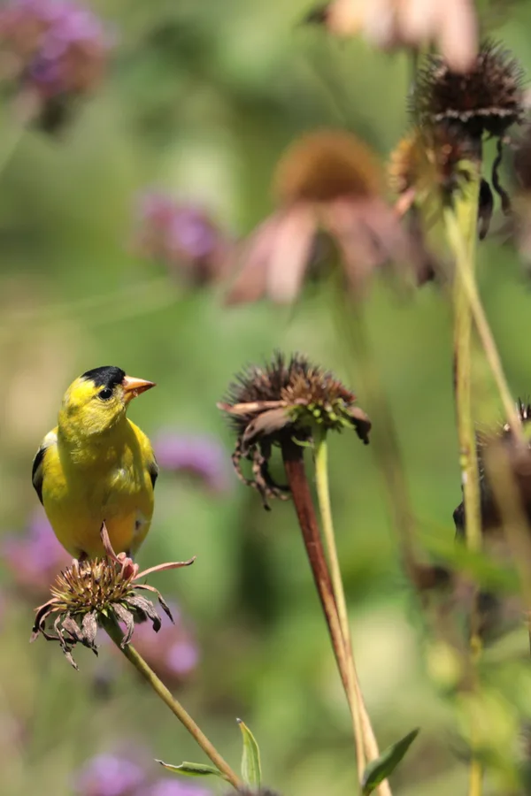 Yellow finch sitting on a coneflower that has gone to seed. 