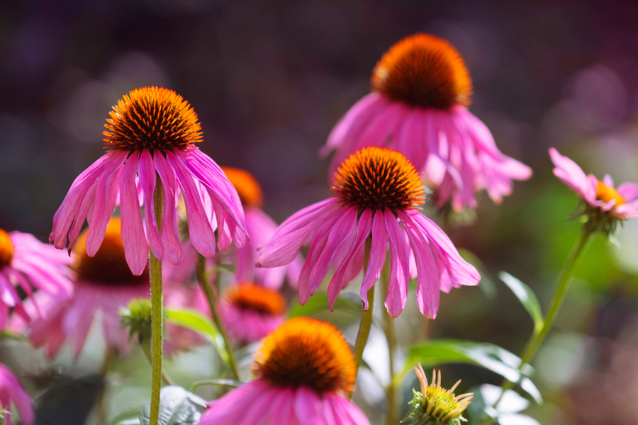 Beautiful purple coneflowers