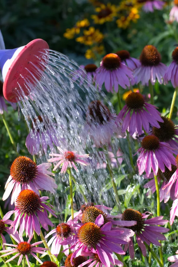 coneflowers getting watered. 