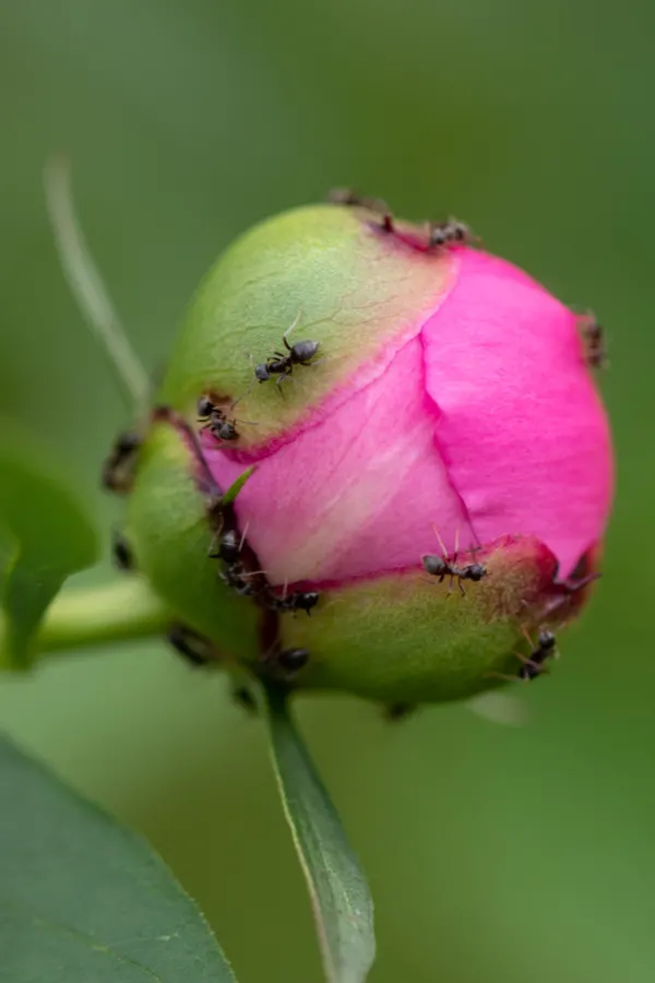 Ants crawling all over a peony bud. They don't actually harm the peony bushes and they can still grow great. 