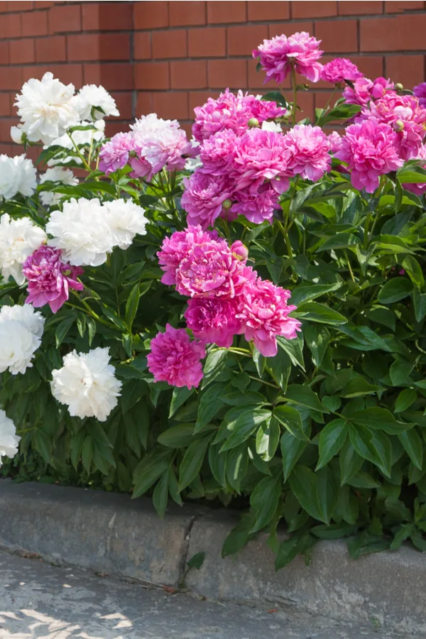 Two different colors of peony bushes growing along a building. When you know how to grow peonies, they can become well established like these!