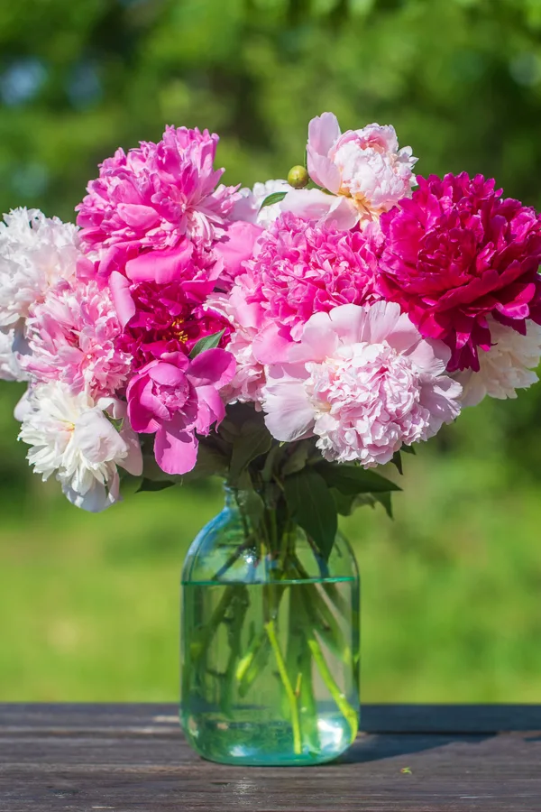 How To Grow Peonies - Classic, Long-Living, Low-Maintenance Perennials