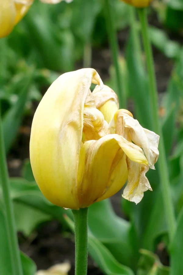 how to grow tulips
