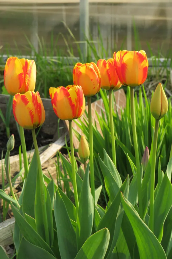 grow tulips