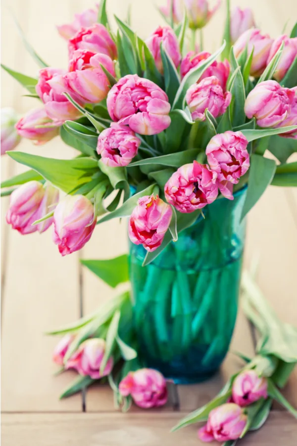 how to grow tulips - tulips as cut flowers