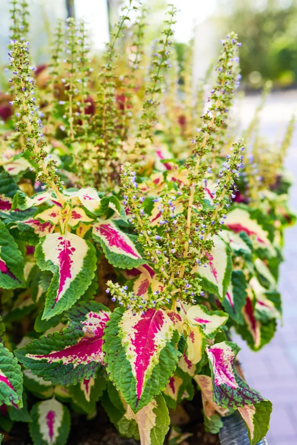 Coleus flowers are not very attractive and most gardeners prefer to pinch them off.