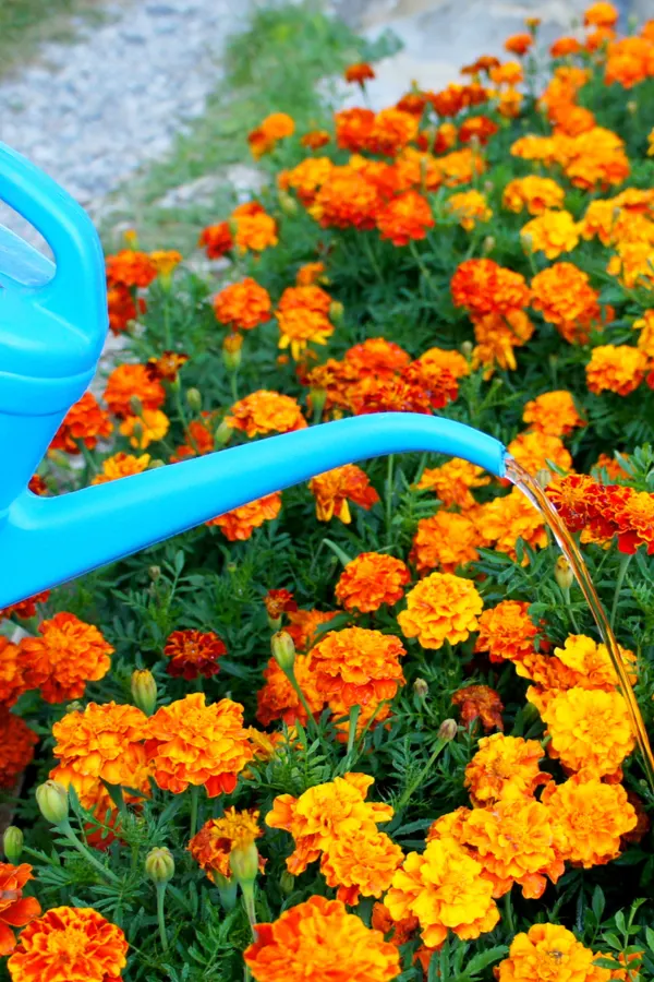 watering a display of flowers