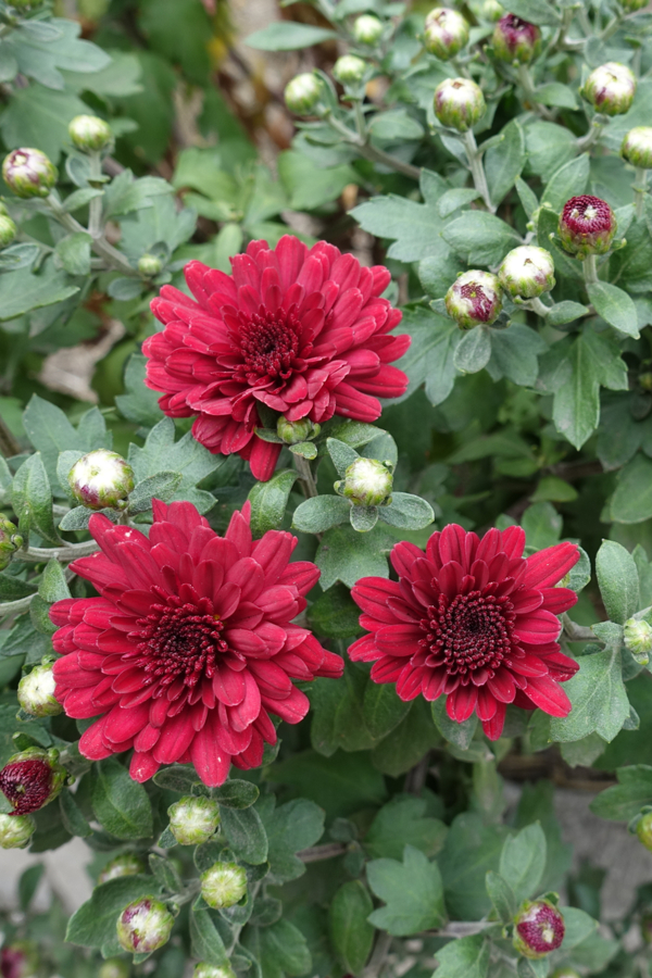 flower buds