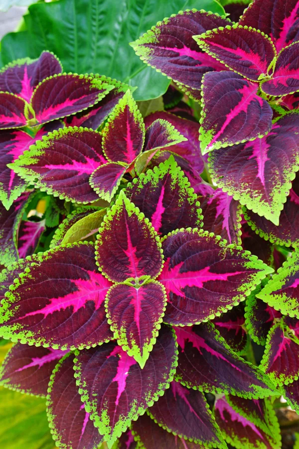 How To Grow Coleus - Amazing Patterns, Colorful Foliage & Big Interest!