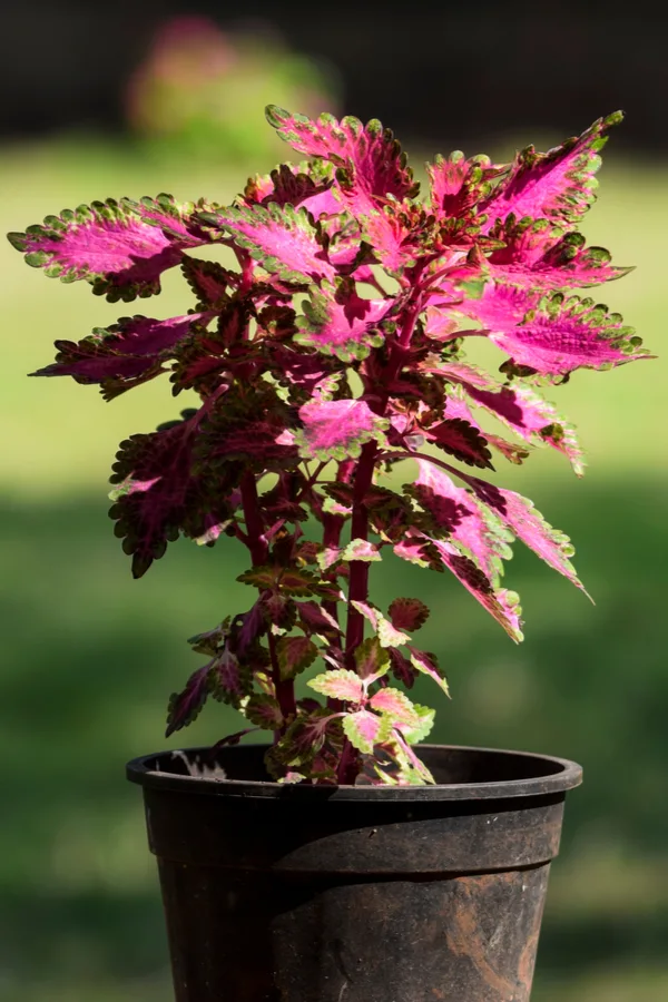 coleus plant stem