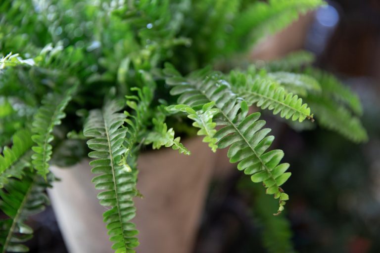 How To Keep Ferns Over The Winter - Dividing, Re-Potting & Winter Care
