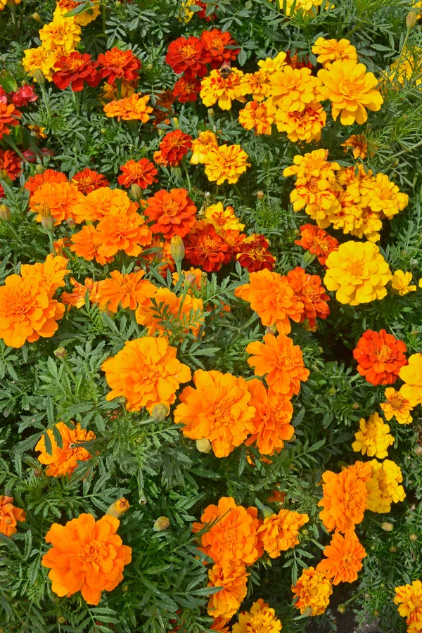 Blooming annuals in orange, yellow, and red