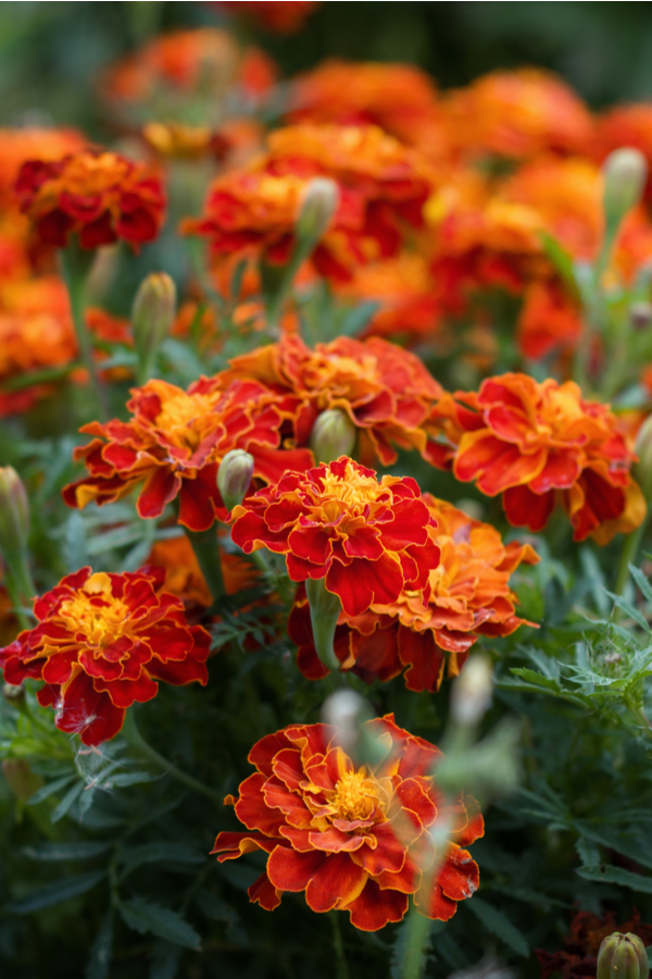 how to grow marigold