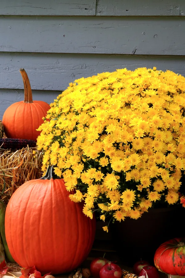 keep mums flowering