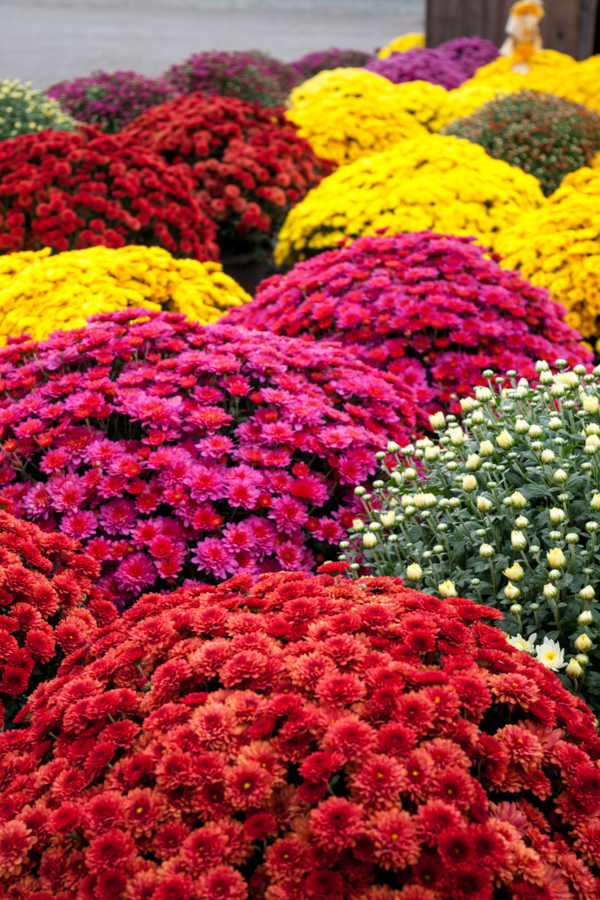 How to Keep Mums Blooming During Fall (Whether Potted or in a Flower Bed!)