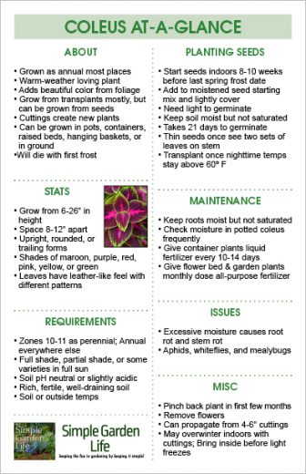 How To Grow Coleus - Amazing Patterns, Colorful Foliage & Big Interest!