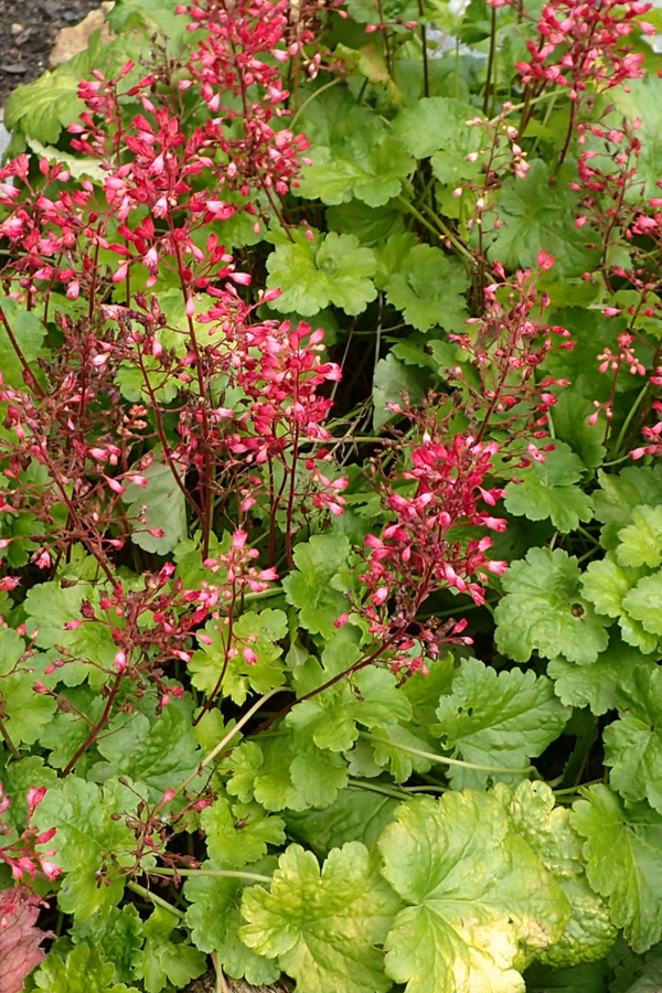 dividing perennials in the fall
