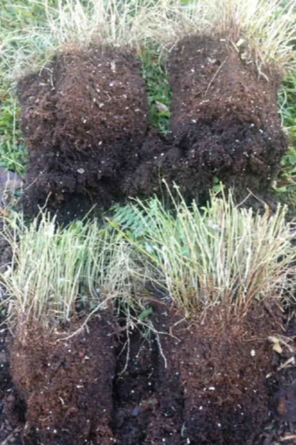 dividing up ferns