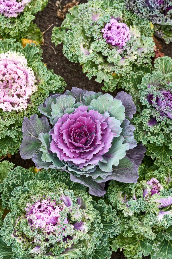 Ornamental Cabbage/Kale Seeds From Around The World In Retail Packs ...