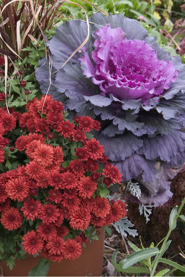 Ornamental cabbage and kale work great when grown with any other cool-weather plants.