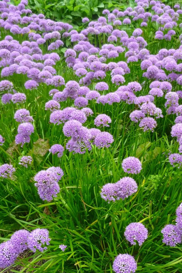 Once you learn how to grow allium, you can grow big clusters of flower like this.  