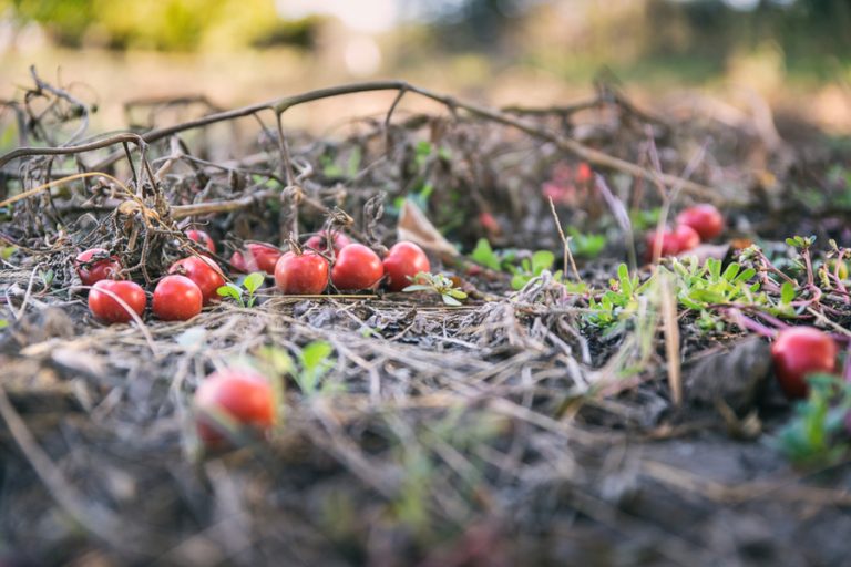 Why & How To Clear Out Your Garden In The Fall - The Final Preparations
