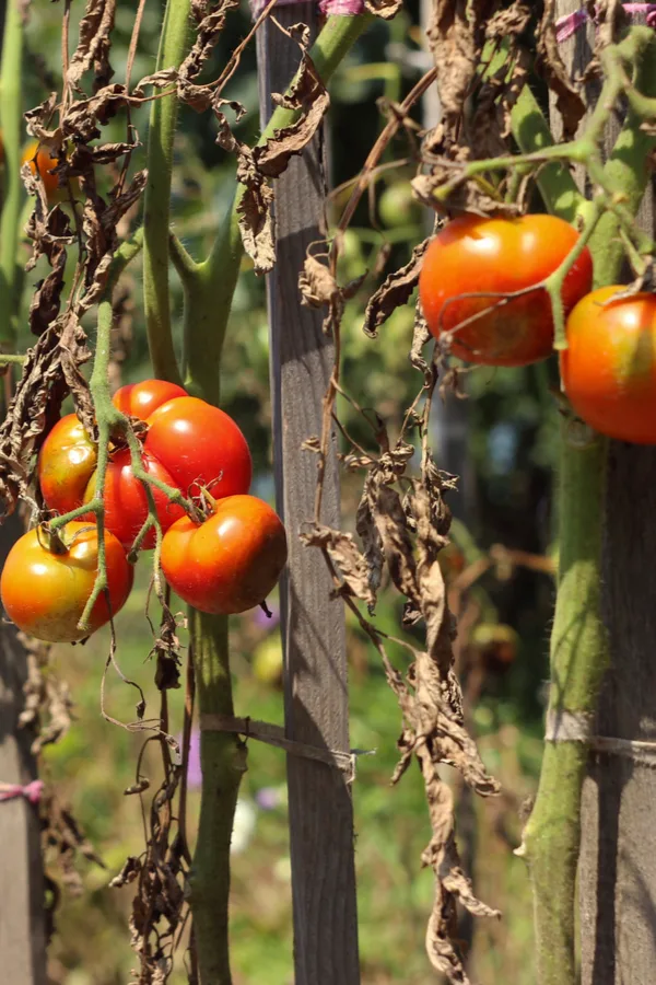 Garden tomato crops that are starting to die off at the end of summer.