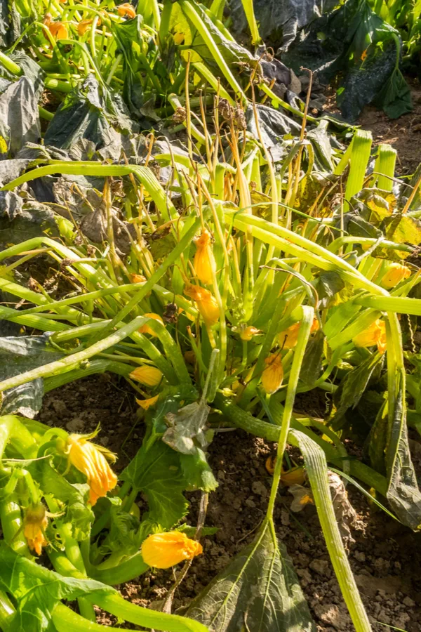 clear out your garden in the fall