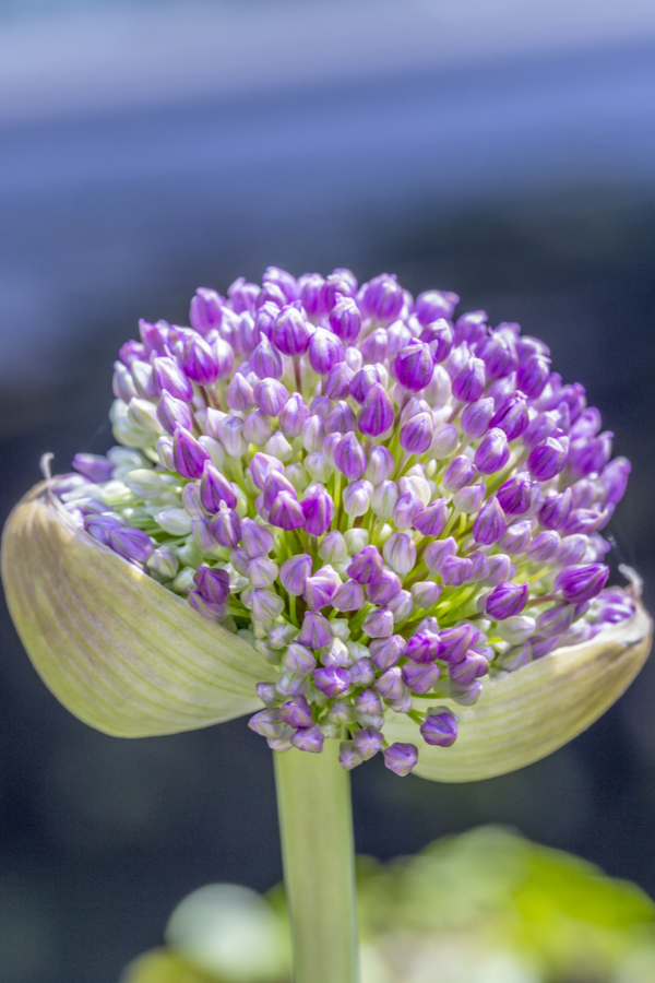 An allium bloom starting to open up. 