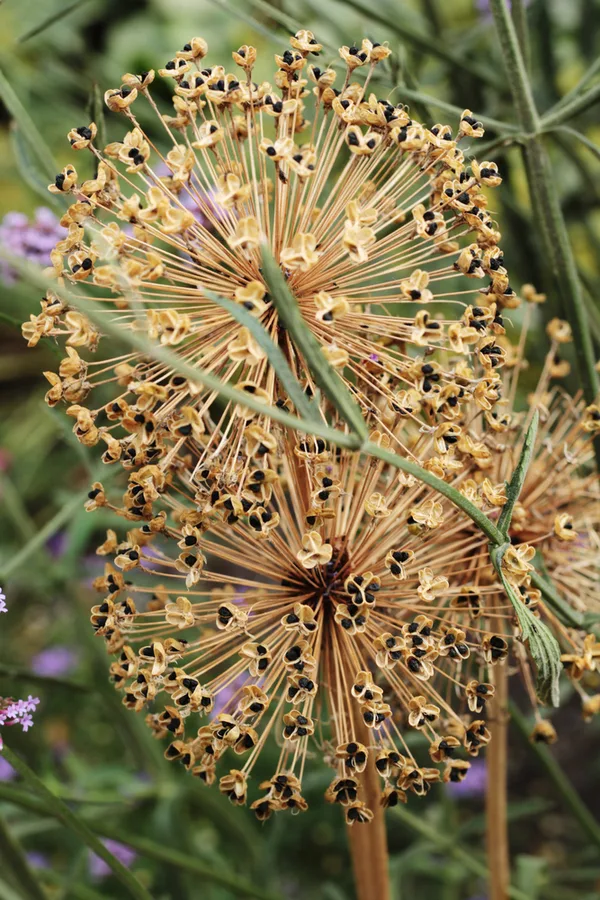 Three dried out allium blooms