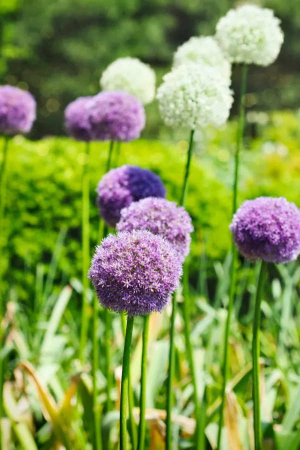 Large varieties of purple and white flowers blooming.